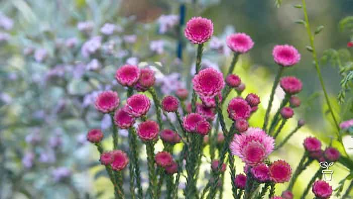 Best Plants for Front Gardens in Melbourne