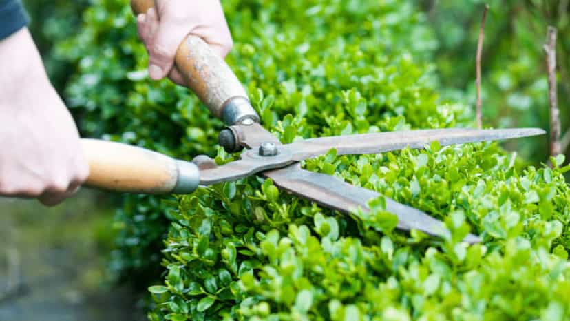 Best Time to Trim Hedges in Melbourne: Seasonal Guide