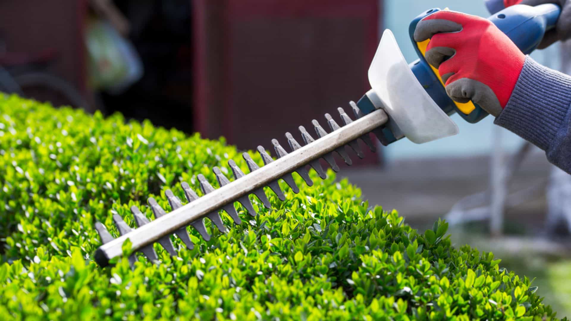 Professional hedge cutting Melbourne shaping green hedge
