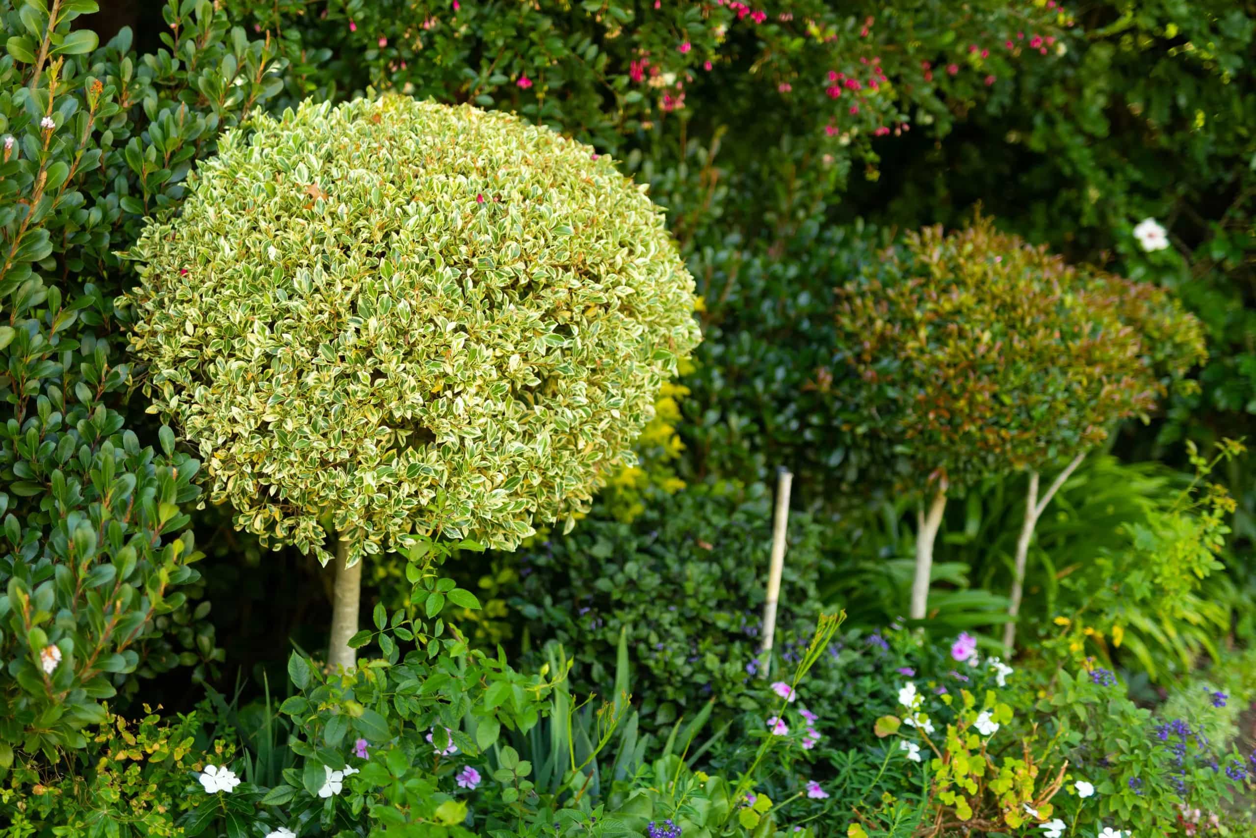 Hedge pruning Melbourne residential garden