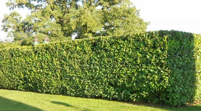 Hedge shaping Melbourne garden maintenance