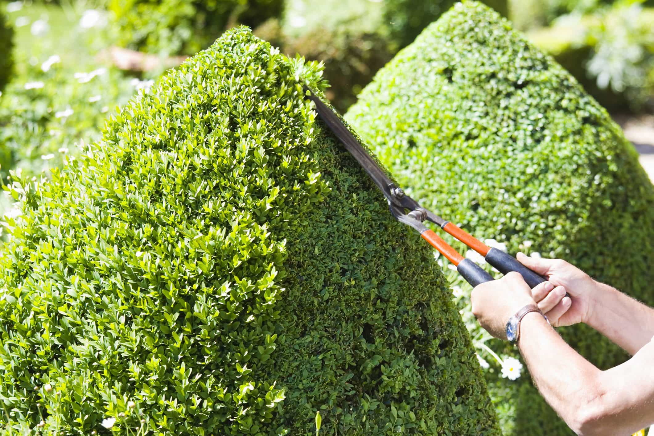Hedge trimming service Melbourne professional cutting
