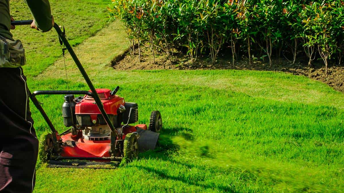 Lawn mowing Meadow Heights Melbourne residential yard freshly cut grass