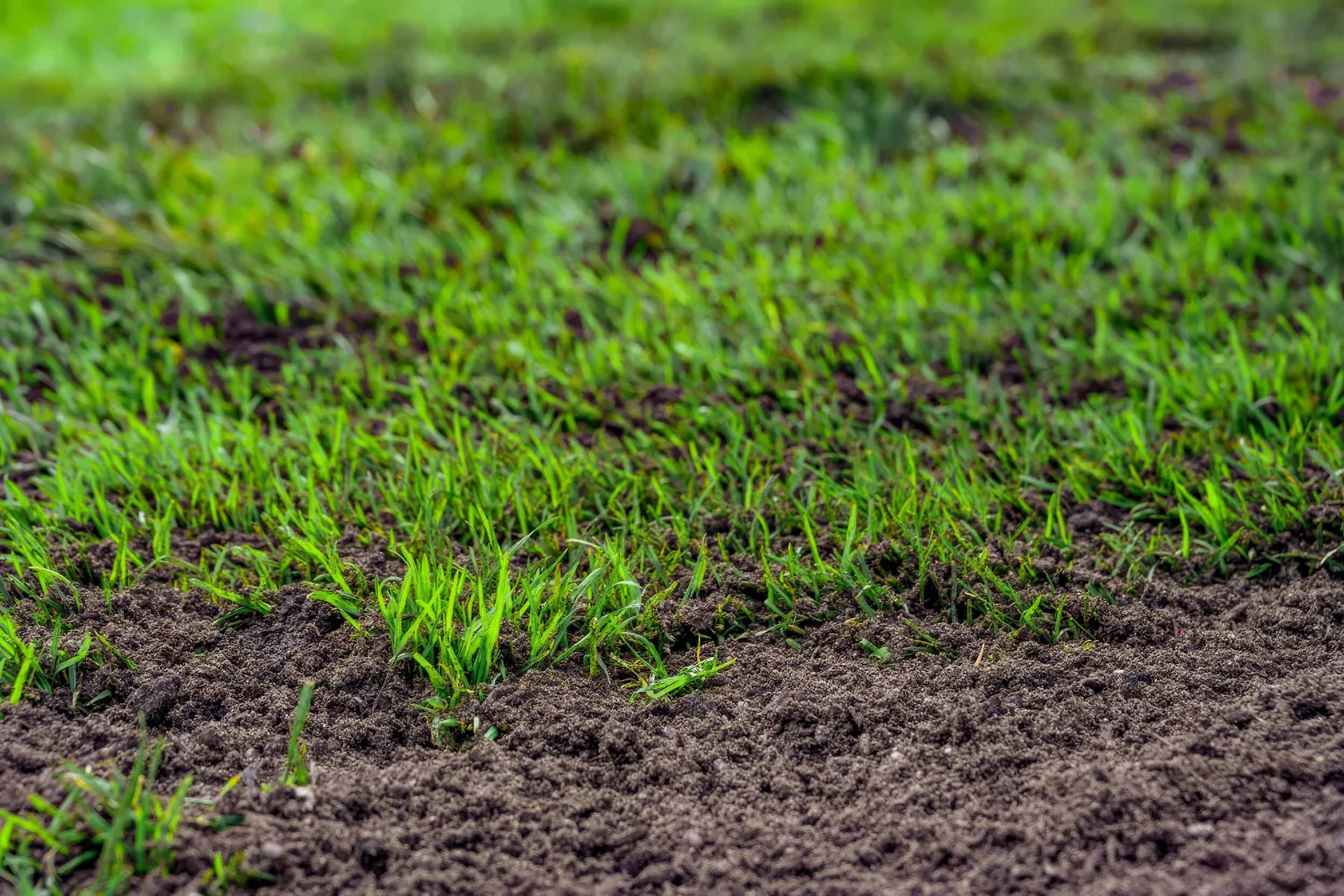 Lawn top dressing Melbourne application