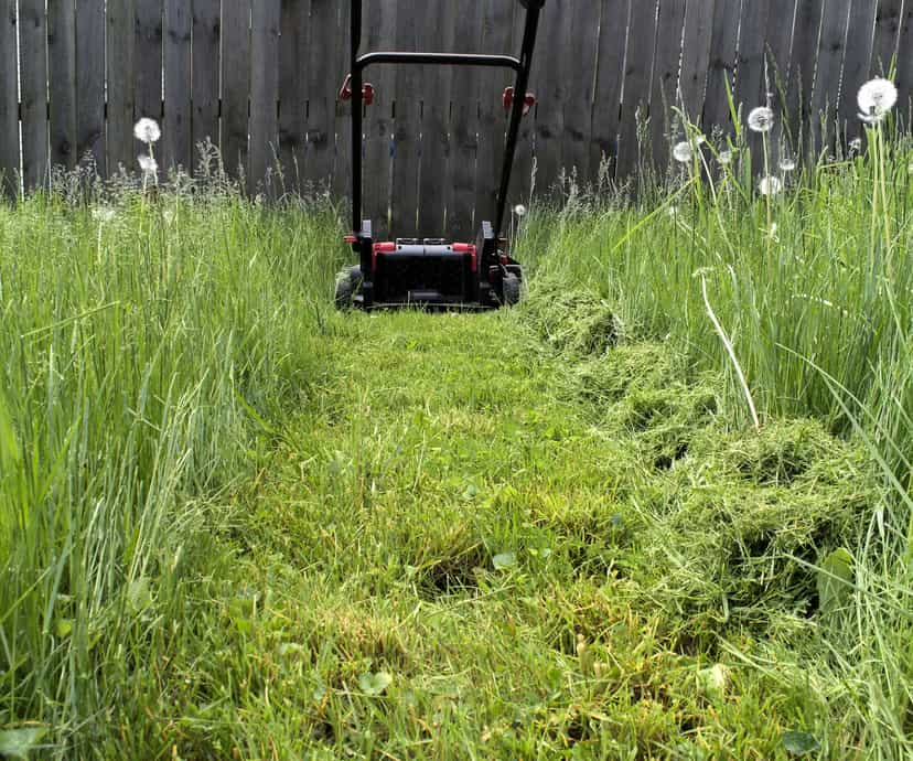 How to Cut Overgrown Grass (Step-by-Step Guide)
