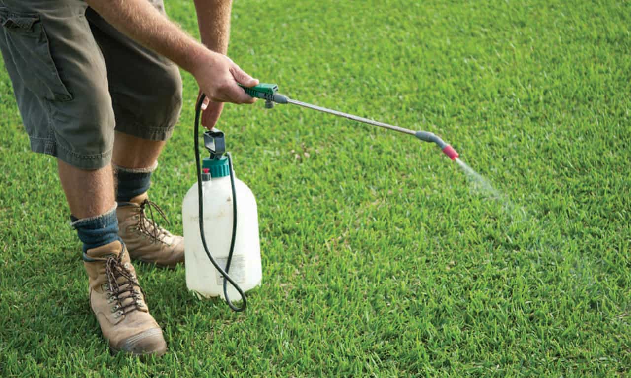 Garden weed removal Melbourne before and after