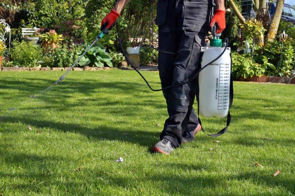 Professional weed removal Melbourne garden bed