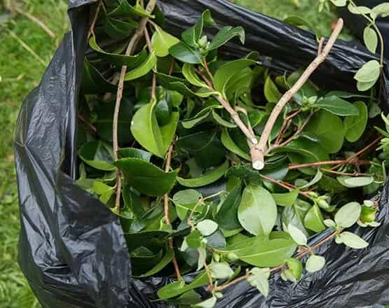 Green waste removal Melbourne garden cleanup
