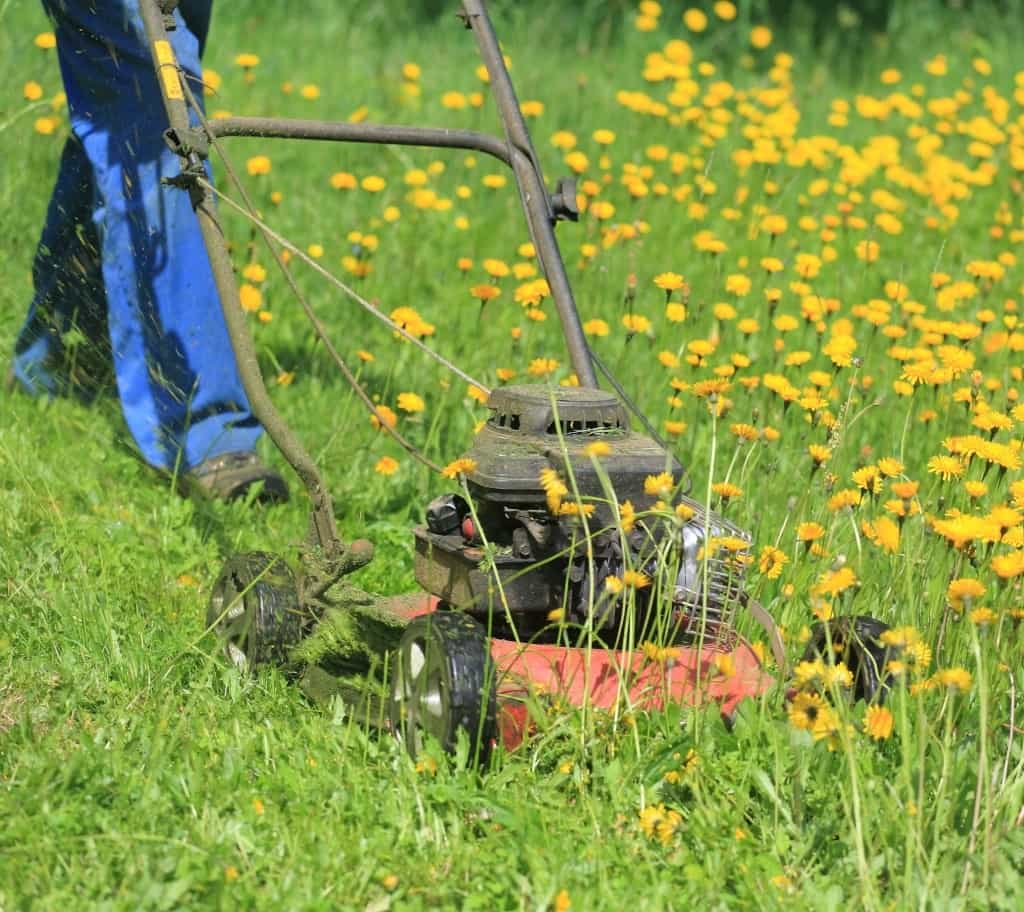 Lawn edging and trimming Melbourne