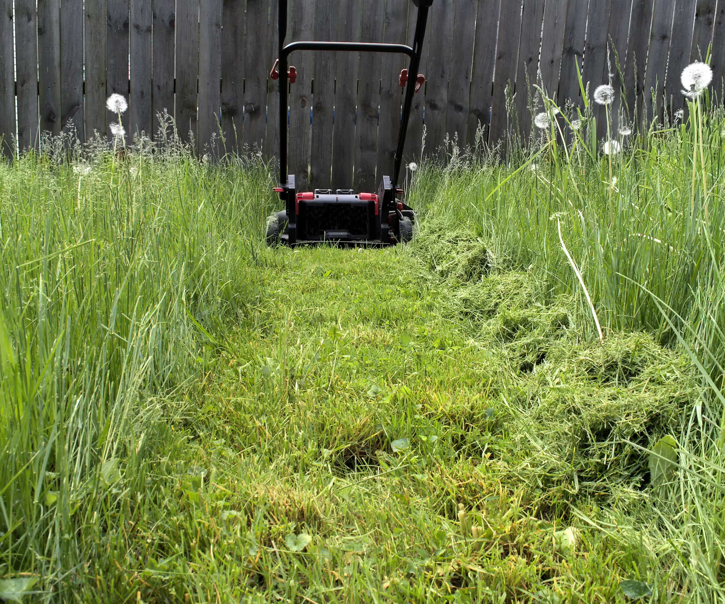 Overgrown lawn before and after mowing Melbourne backyard