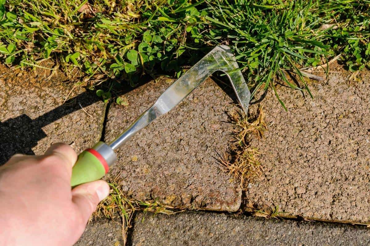 Driveway and path weed removal Melbourne