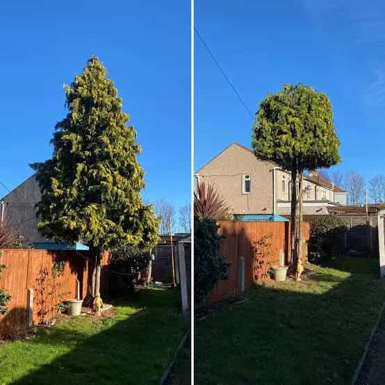 Tree Pruning Services in Melbourne